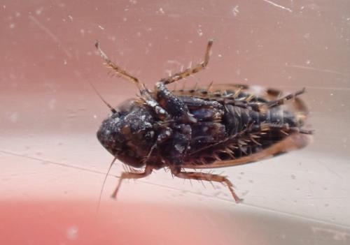 Sardius argus